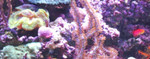 Logo de Marinescape Aquarium